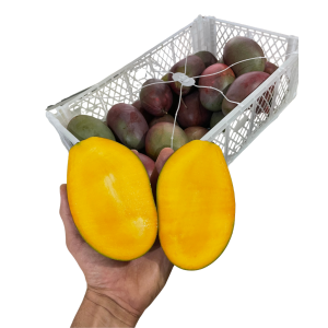 Mango Osteen "Málaga"